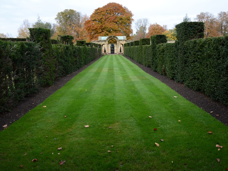 A cared-for garden in summer